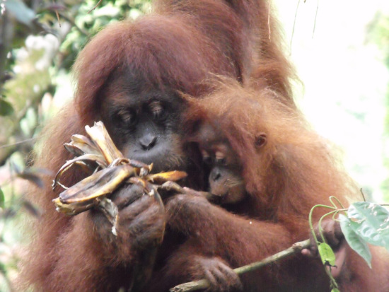 Orangutans in Sumatra. Image by muymia