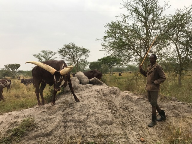 Buffalo and shepherd at Queen Elizabeth Nationa Park