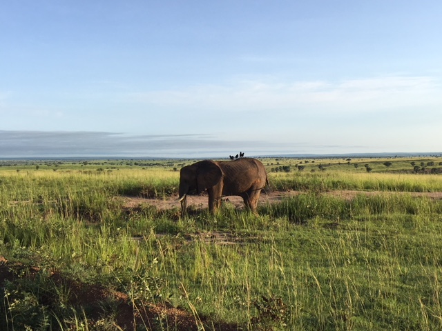 Uganda Safari, Murchinson Falls National Park