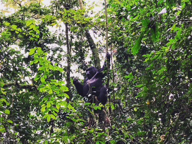 Silver Back Bwindi National Park